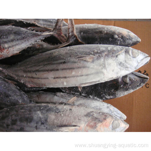 Frozen Whole Round 300-500g Skipjack Tuna For Canned